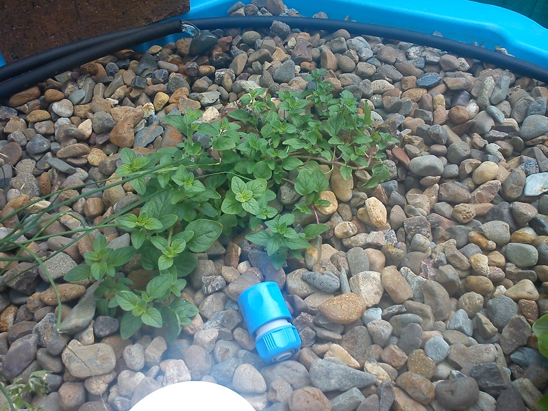 20121226_Plants (3).jpg