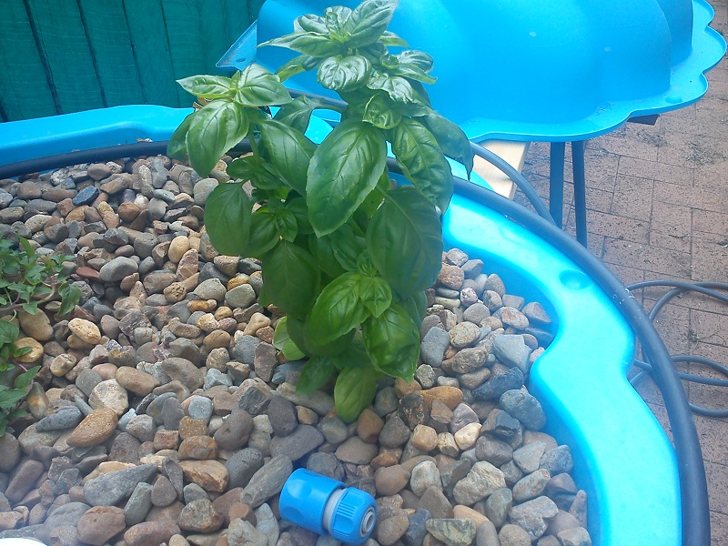 20121226_Plants (4).jpg