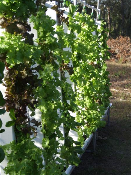 Lettuce Towers (Medium).JPG