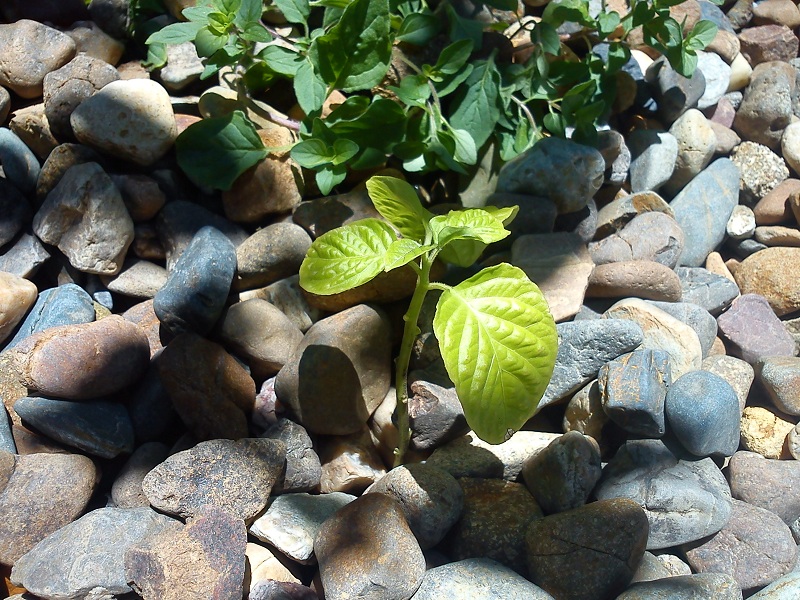20121229_Garden Bhut Jaloki.jpg