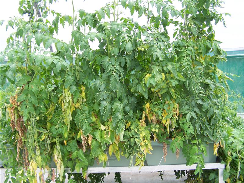 100_7480 (Custom).JPG