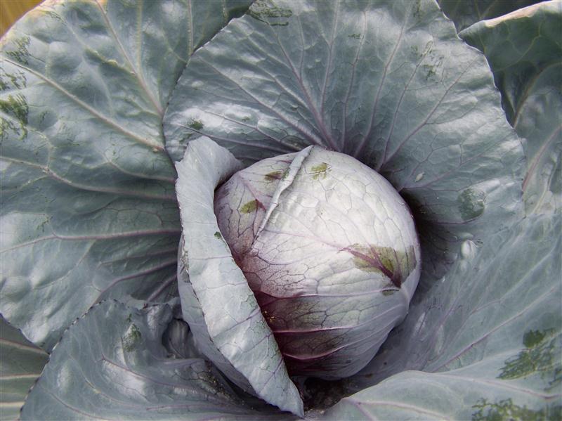 100_7481 (Custom).JPG