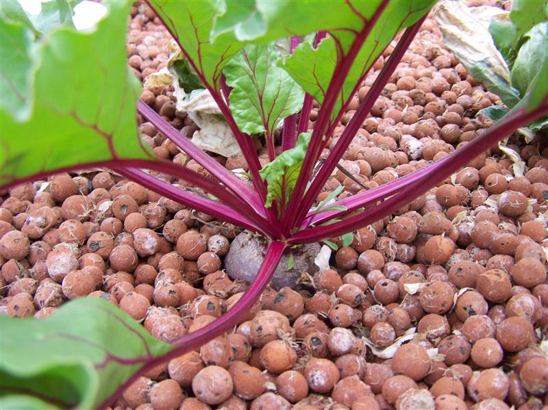 100_7482 (Custom).JPG