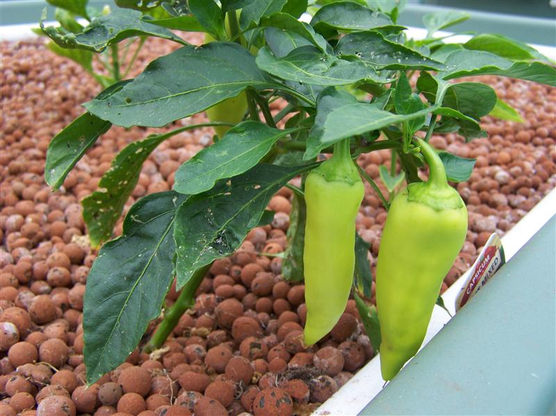 100_7483 (Custom).JPG