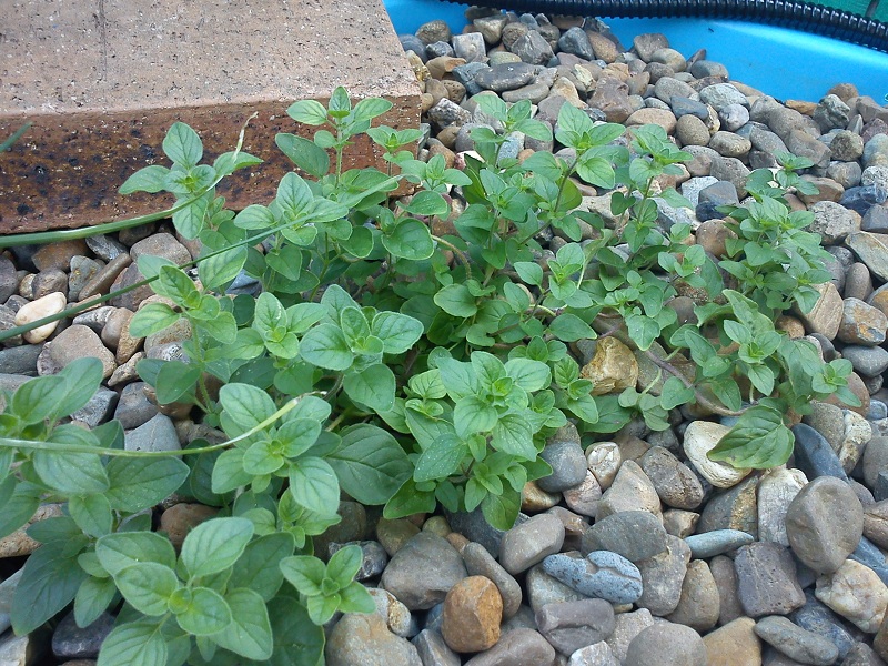 20130102_Gardens (3).jpg