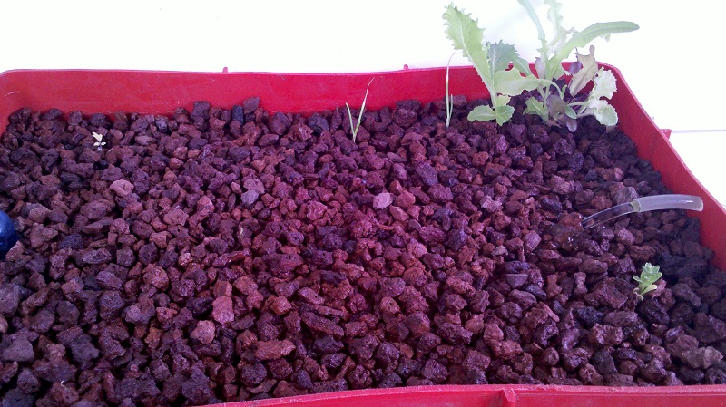 herb garden 20-12-12.jpg