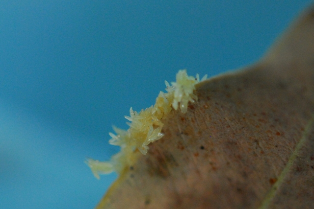 Black soldier fly eggs.jpg