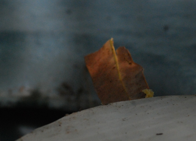 Inside of Biopod lid.jpg