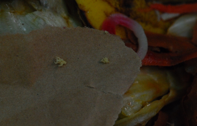 Inside the Biopod.jpg