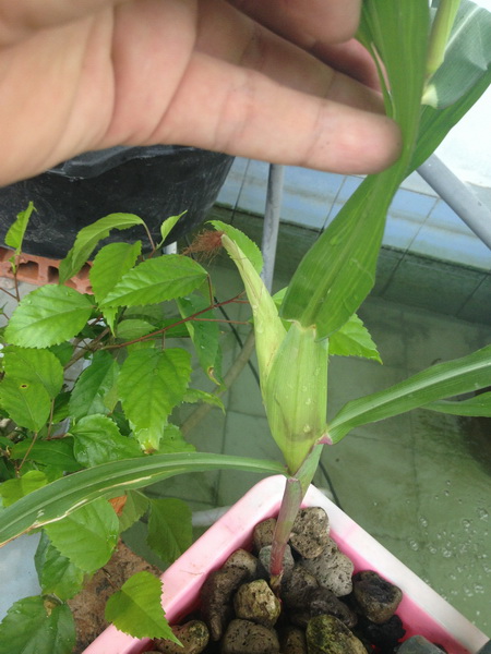 Picture 019_resize.jpg