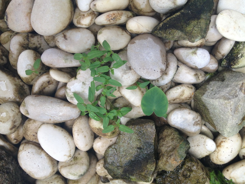 Picture 016_resize.jpg