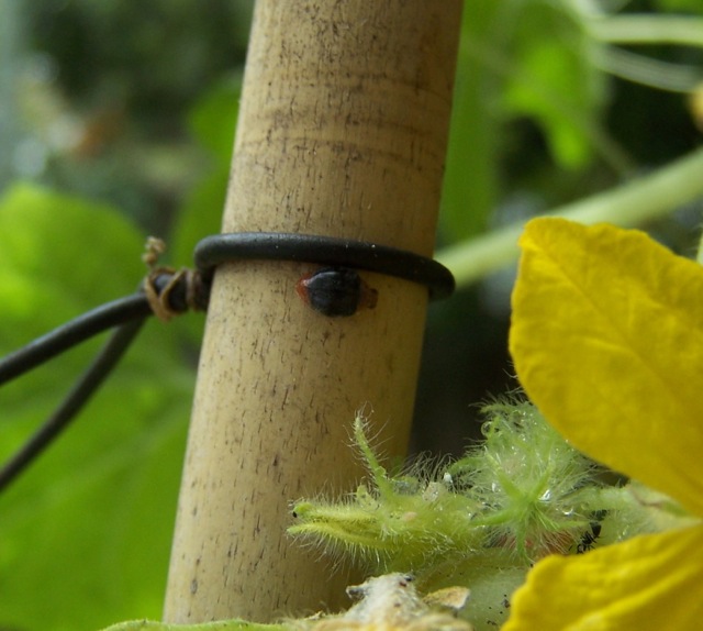 Mealybug Ladybird.jpg