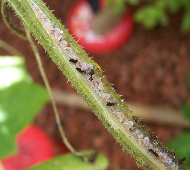 Ants, aphids in split cucumber vine.jpg