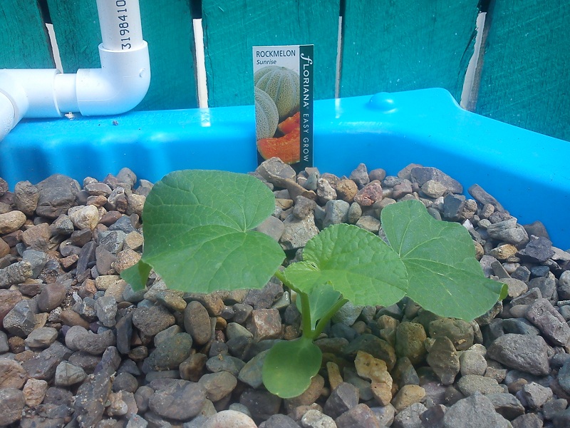 20130113_New Grow Bed (2).jpg