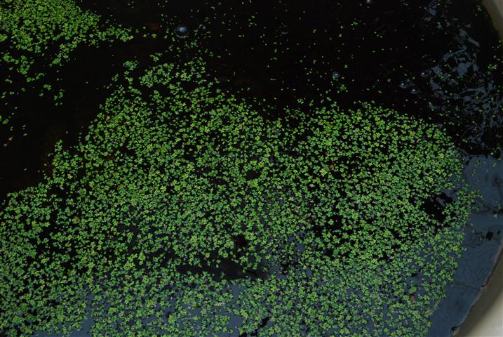 DSC_0040 (Small).JPG