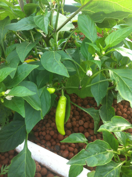 fase 1 chillie small.jpg