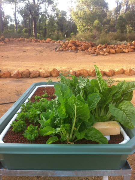 fase 2 after 5 weeks small.jpg