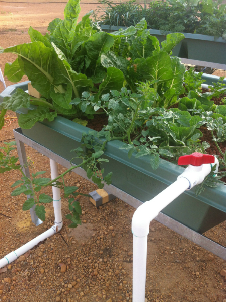 fase 2 after 5 weeks 2 small.jpg