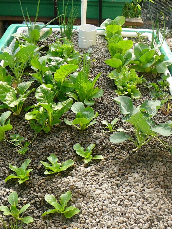 growbed 3 planted.jpg