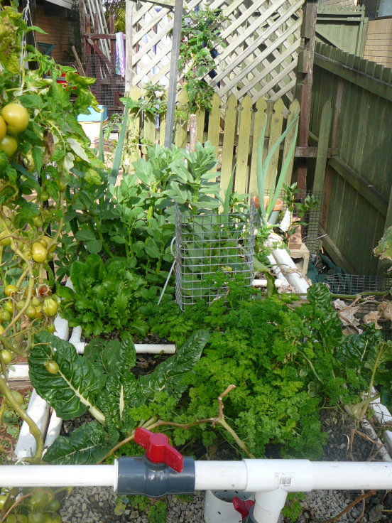 grow bed one 3rd system tomatoes.jpg