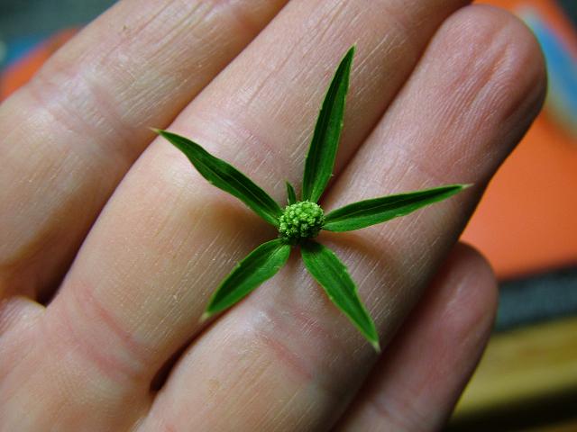 perennial coriander.jpg