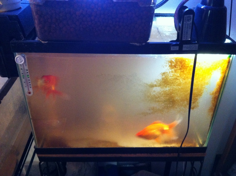 IMG_1906 (800x598).jpg