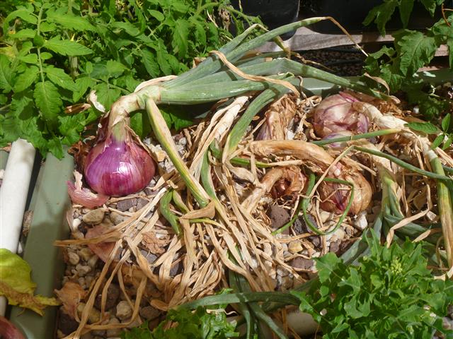 P1010146 (Small).JPG