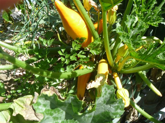 P1010152 (Small).JPG