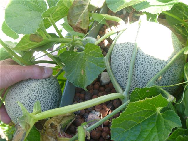 P1010150 (Small).JPG