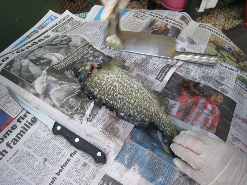 Cleaning and scaling....jpg