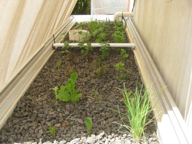 ChillY tank 25-01-2013 (2).JPG