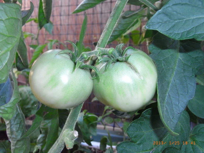 beefheartRIMG0006 (800x600).jpg