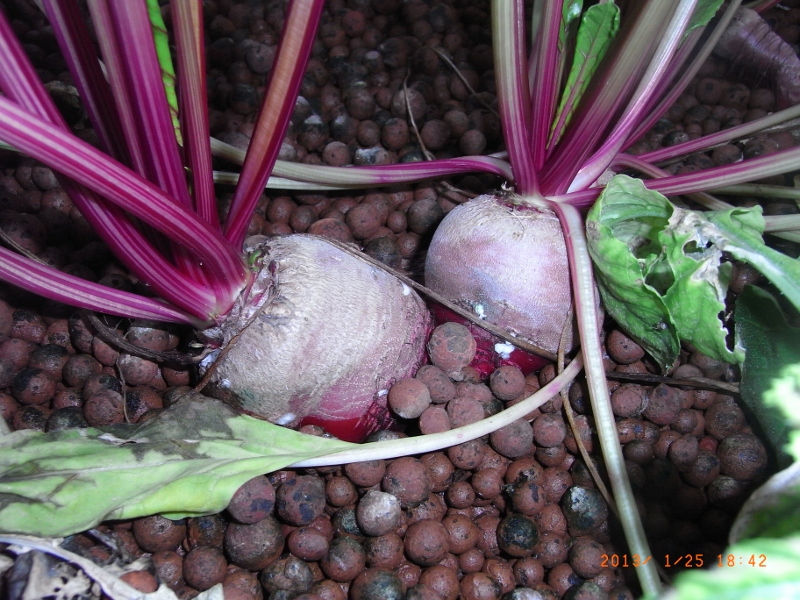 beetsRIMG0009 (800x600).jpg