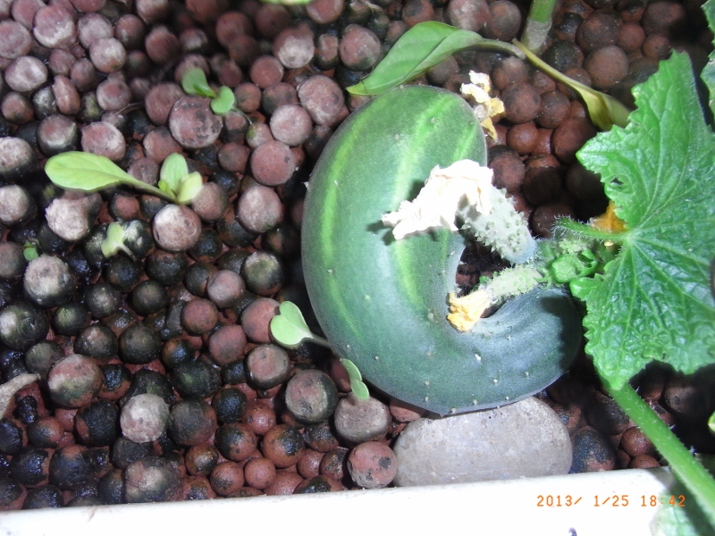 cucumberRIMG0008 (800x600).jpg