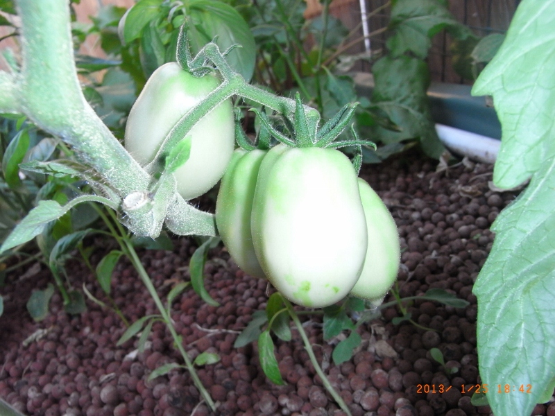 romaRIMG0007 (800x600).jpg