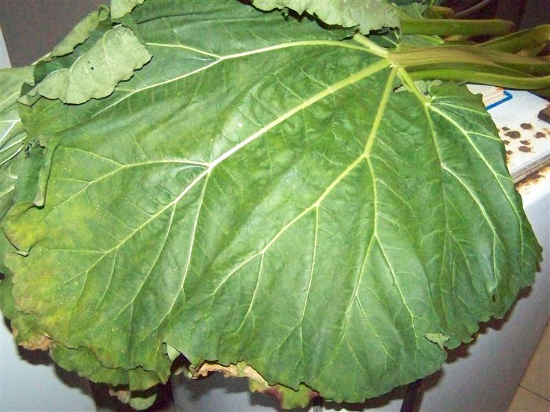 100_7519 (Custom).JPG