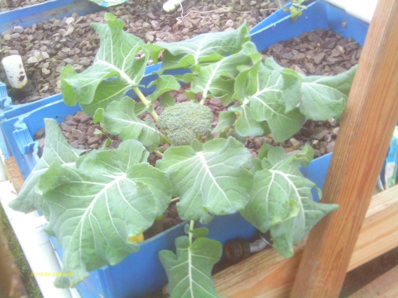 Snow of 2012 Dec 006 (Custom).jpg