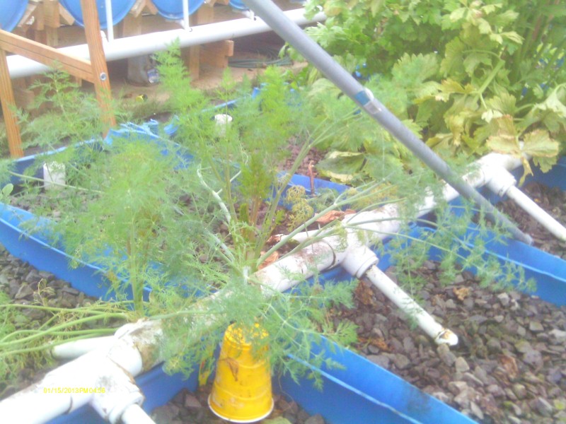 Snow of 2012 Dec 015 (Custom).jpg