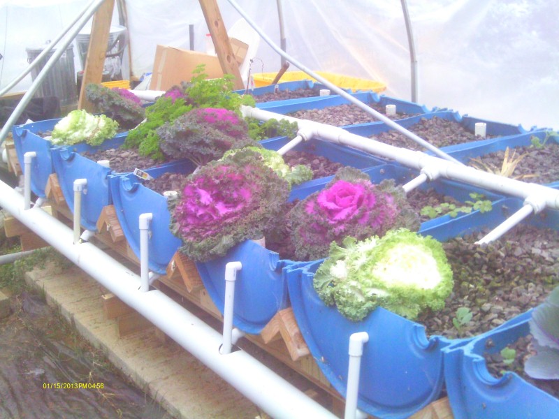 Snow of 2012 Dec 013 (Custom).jpg