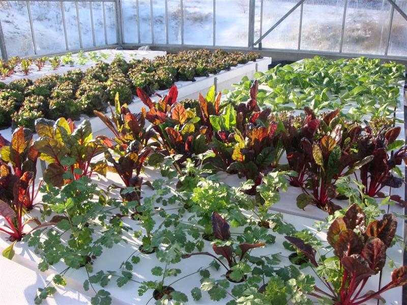 DSC06060 (Medium).JPG