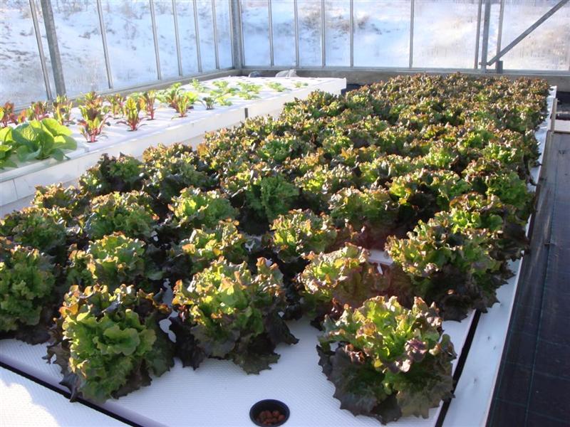 DSC06061 (Medium).JPG