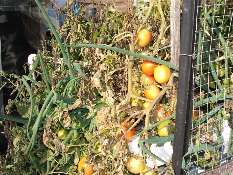 DSCF4235 (Medium).JPG