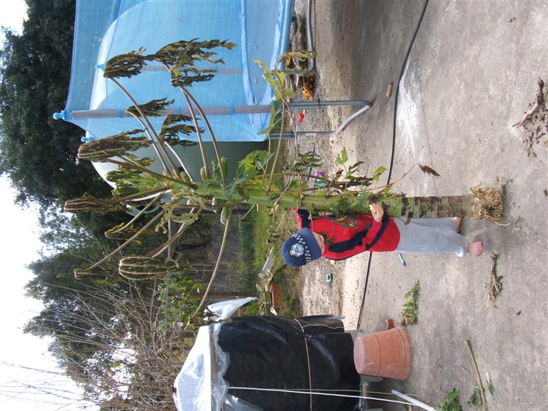 DSCF4241 (Medium).JPG