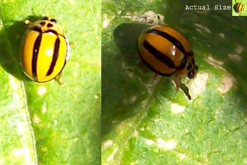 another lady bug.jpg