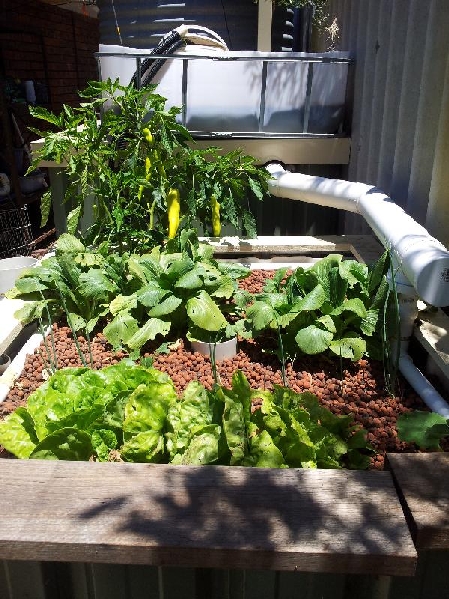1 growbed set up.jpg