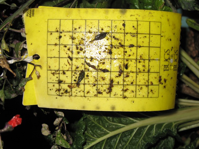 Yellow Sticky Stuff that Bugs Like.jpg