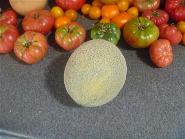 P1010159 (Small).JPG