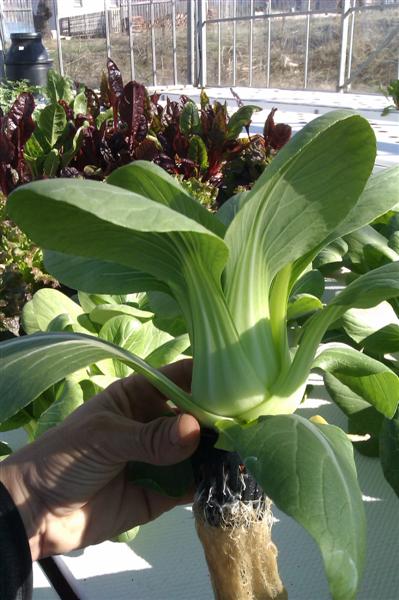 IMAG0208 (Medium).jpg