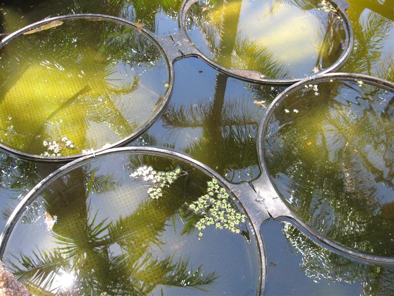 duckweed trays (Medium).jpg