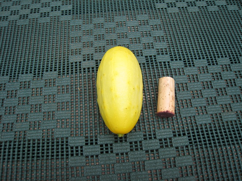 Very tasty Cucumbers!!!.jpg